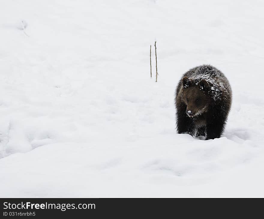 Little Brown Bear in Winter Landscape