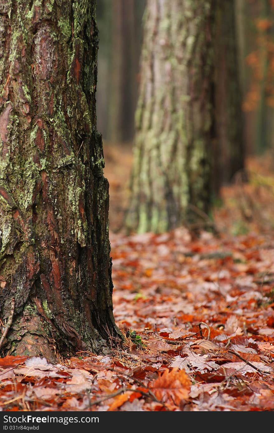 Old mossy trunks in clammy autumn forest. Old mossy trunks in clammy autumn forest