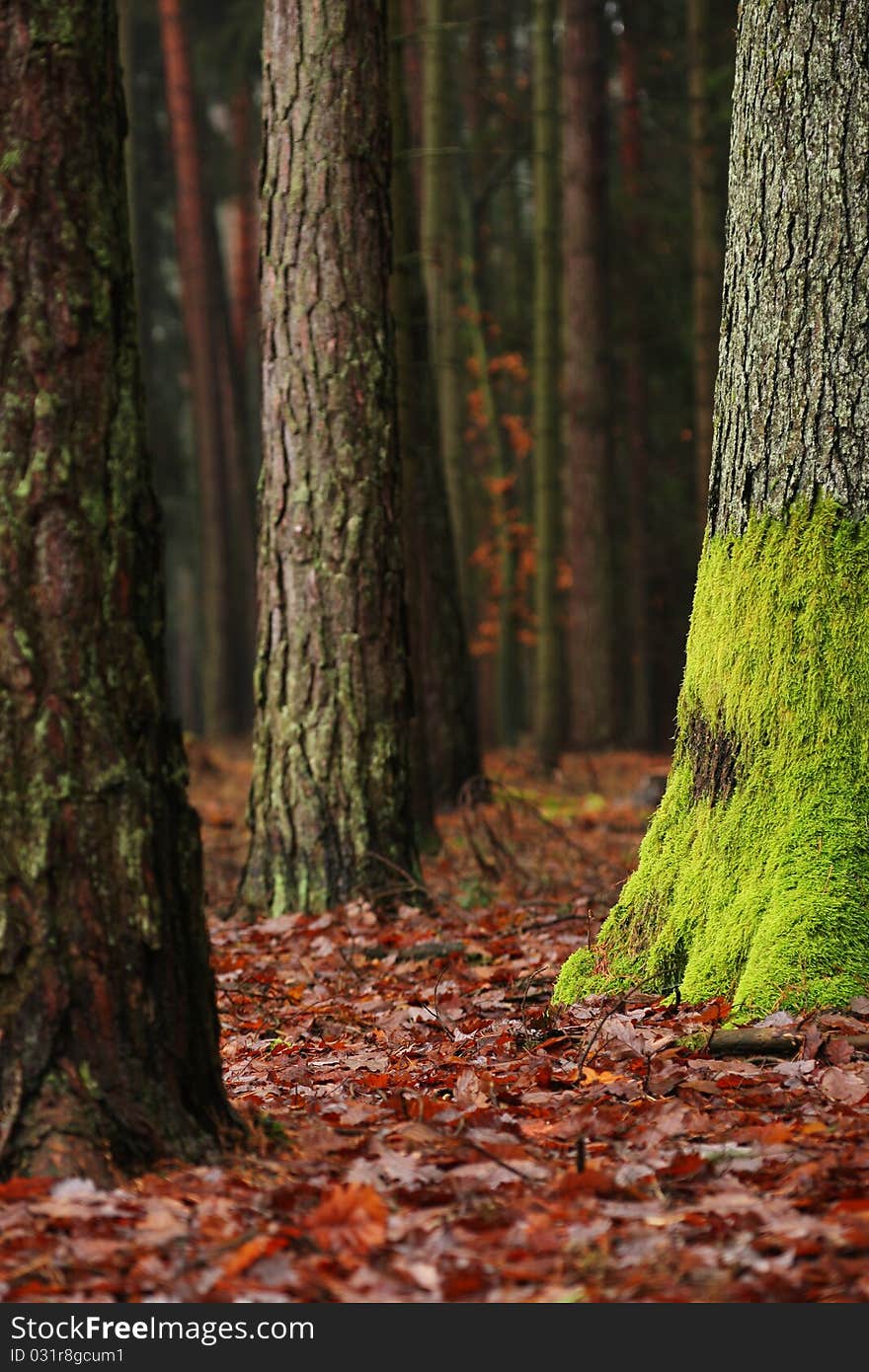 Old mossy trunks in clammy autumn forest. Old mossy trunks in clammy autumn forest