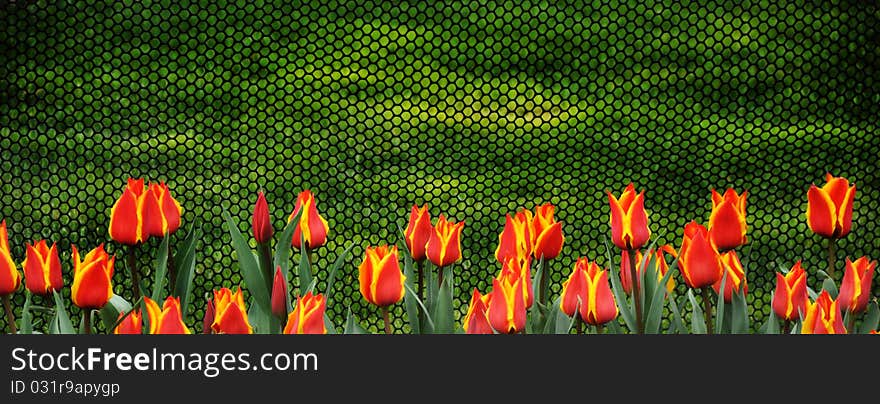 Tulips border in panorama format