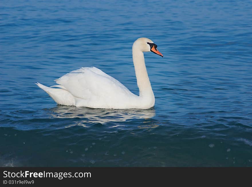 White Swan