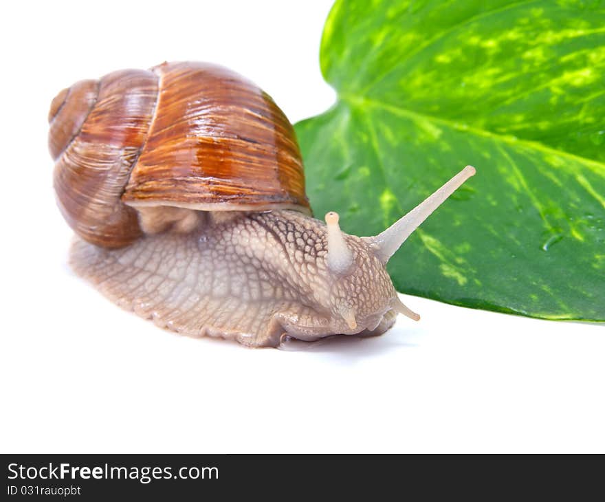 The garden snail in front of white background