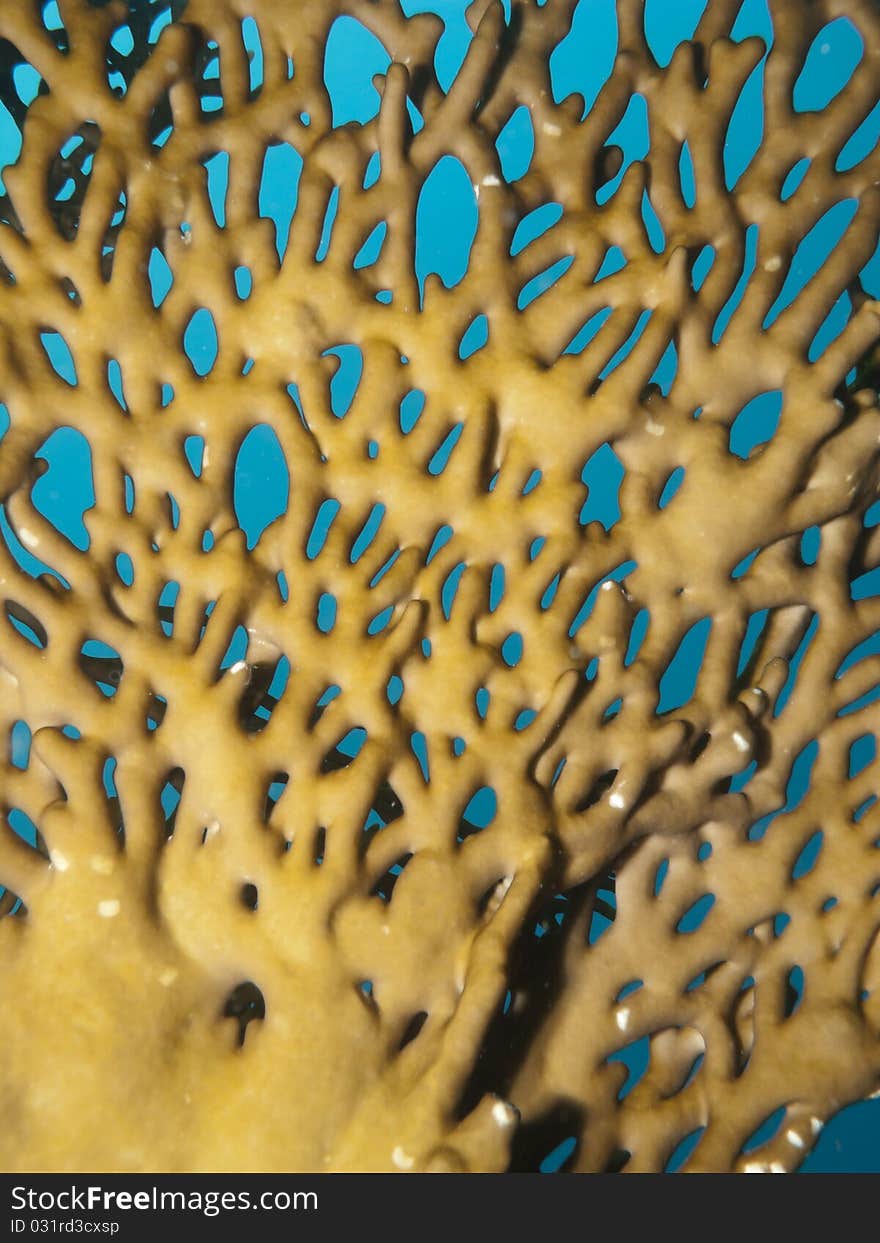 Egyptian Branching fire-coral with blue background. Egyptian Branching fire-coral with blue background