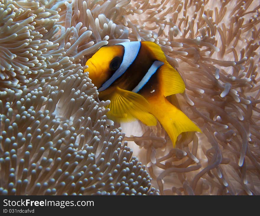 Red Sea Anemonfish