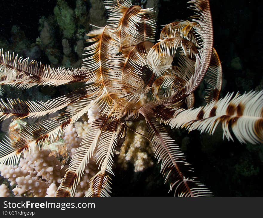 Not alien but comatulid crinoid