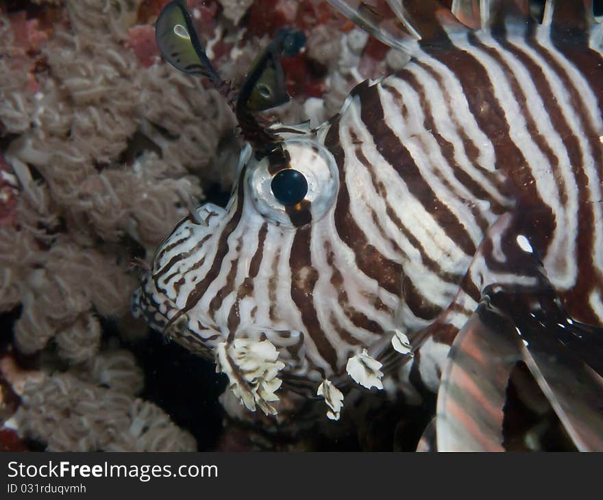 Lionfish