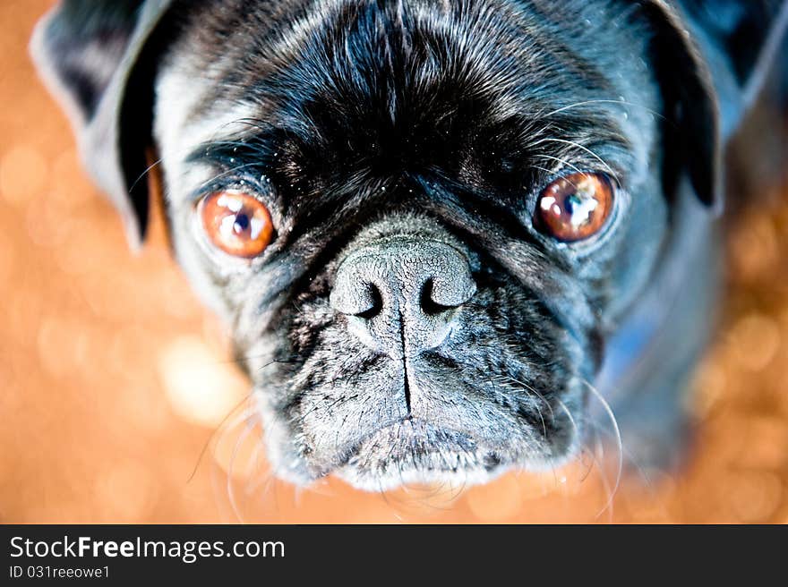 Black pug close up stare. Black pug close up stare.