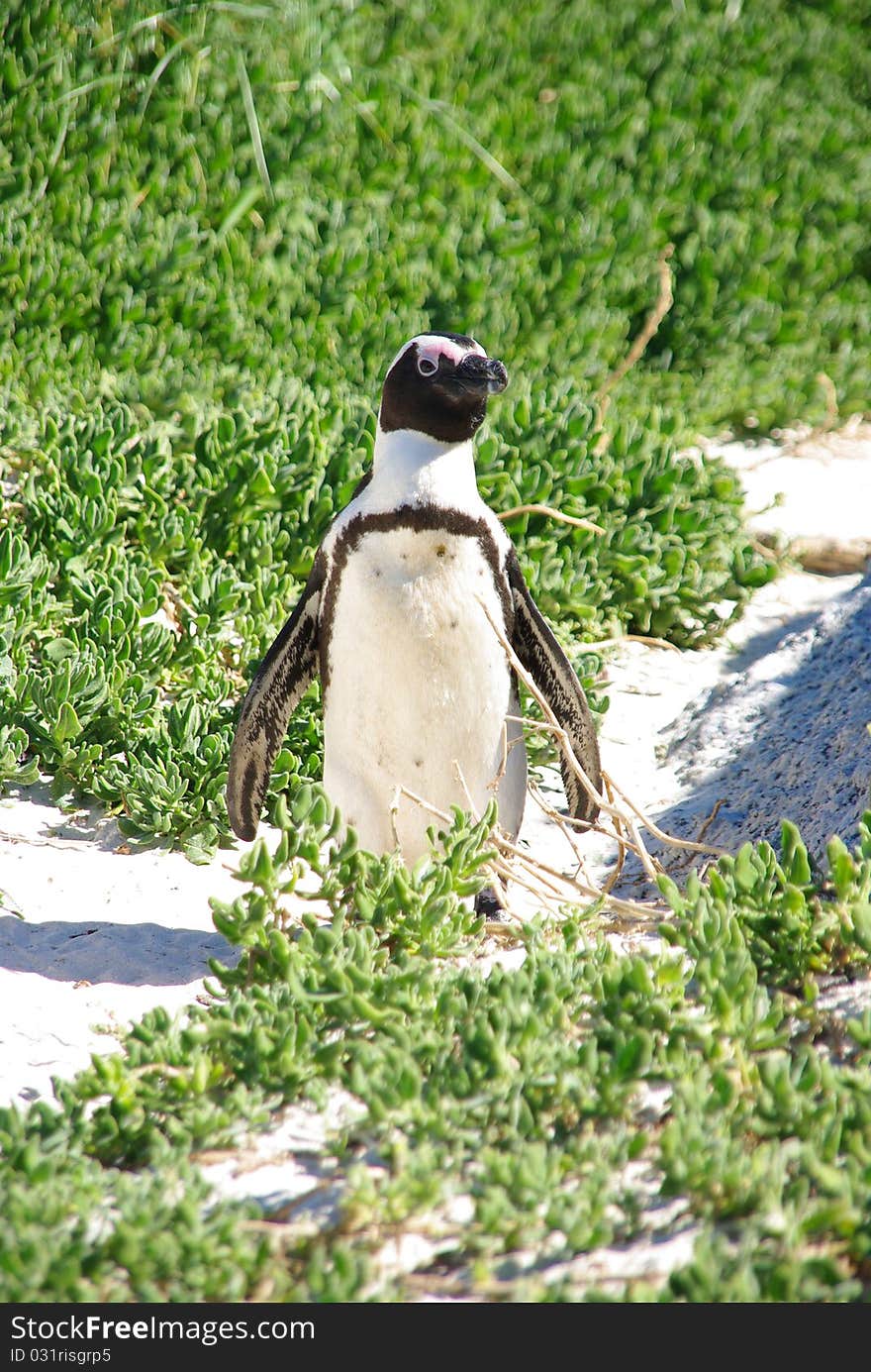 Penguin on the beach, South Africa