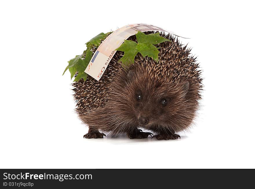 Hedgehog with euro profit