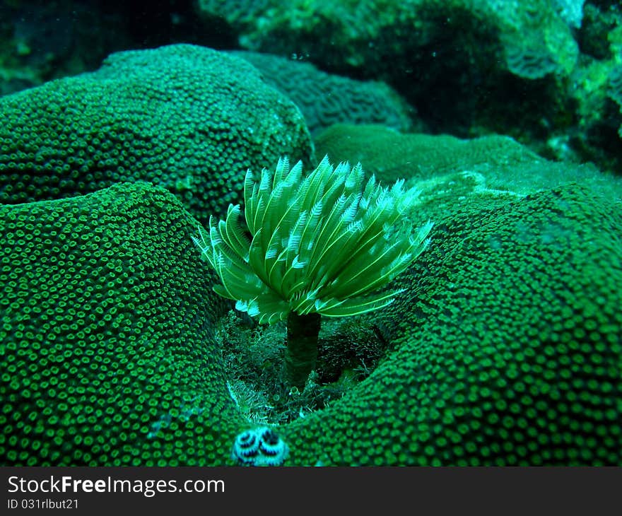 Anemones and coral