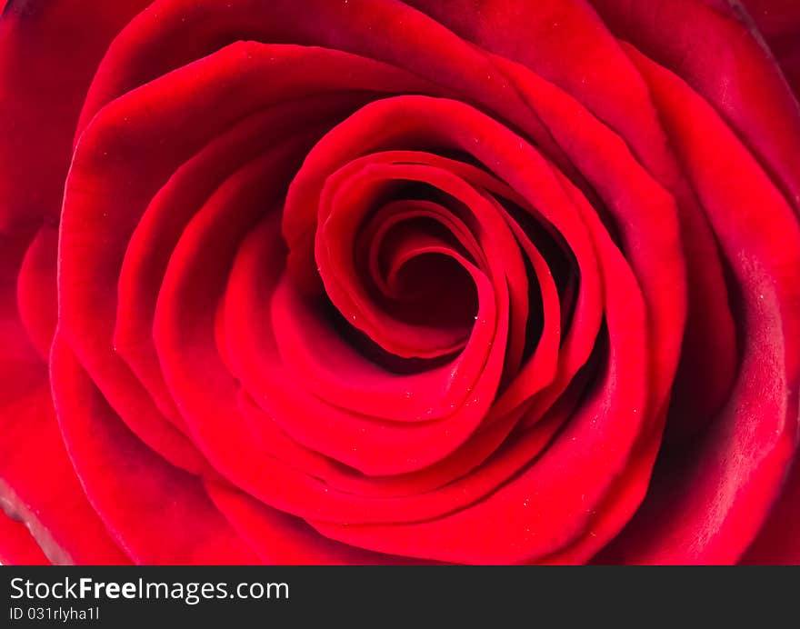 Red Rose. Macro.