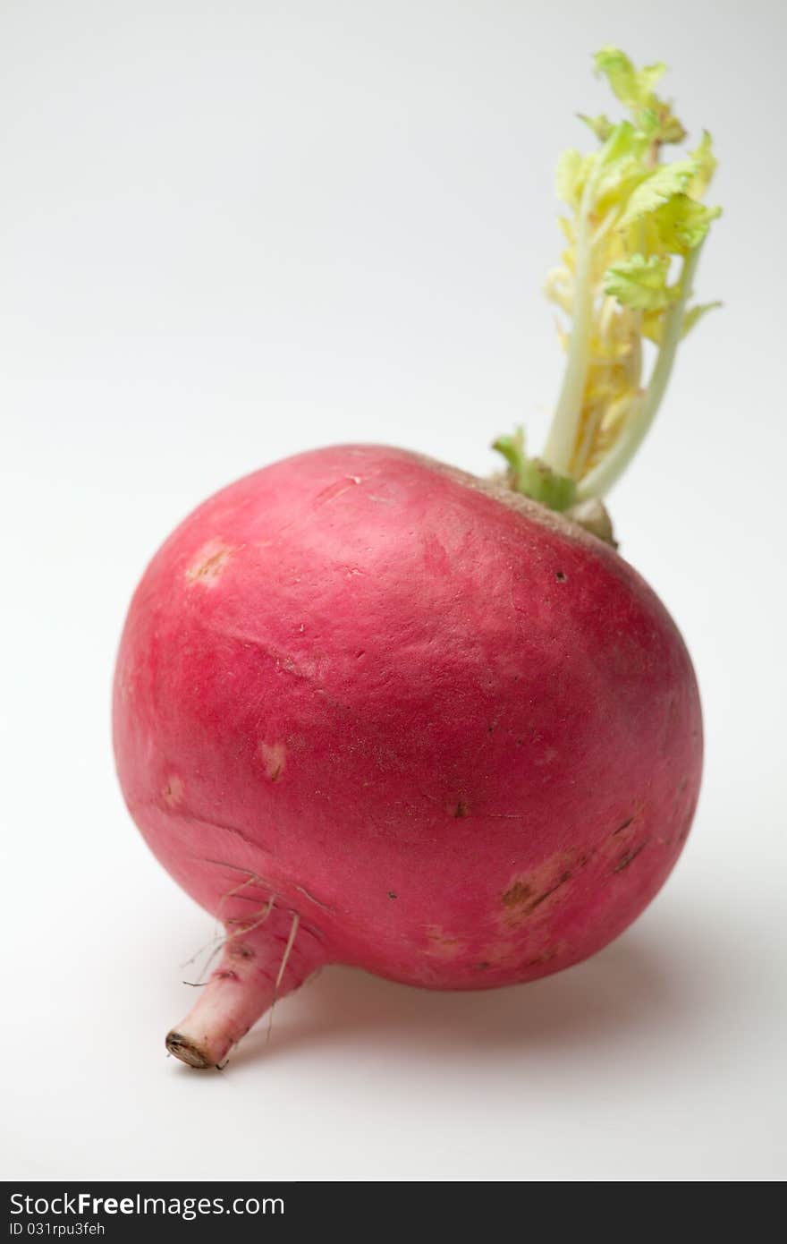 One ripe red radish root on white background