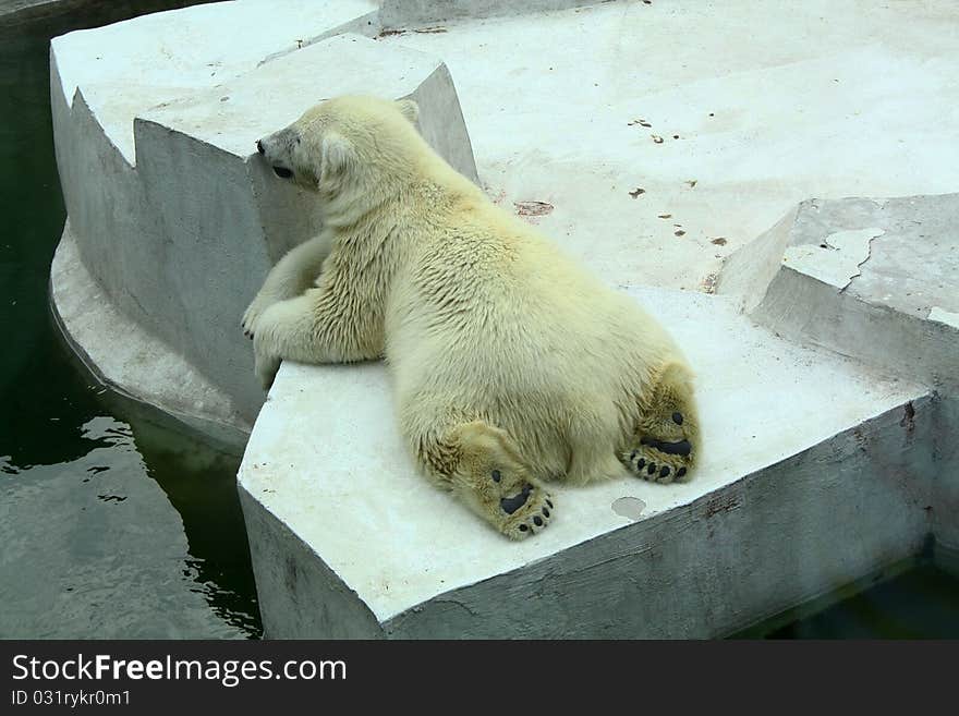 Polar bear lying on ice floe.