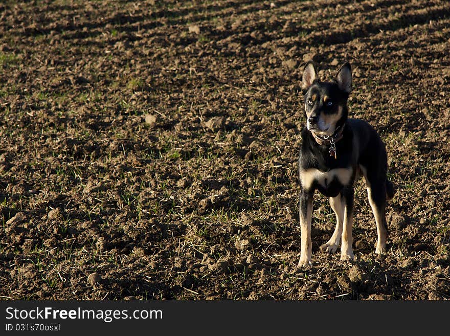 Husky mix dog in a farmer s field