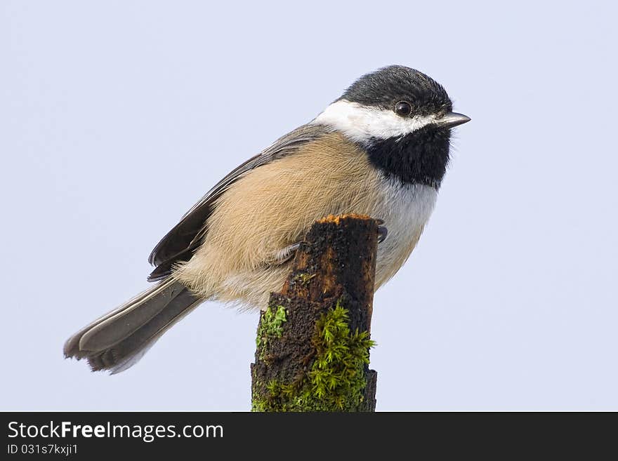 Chickadee perched on a branch. Chickadee perched on a branch.