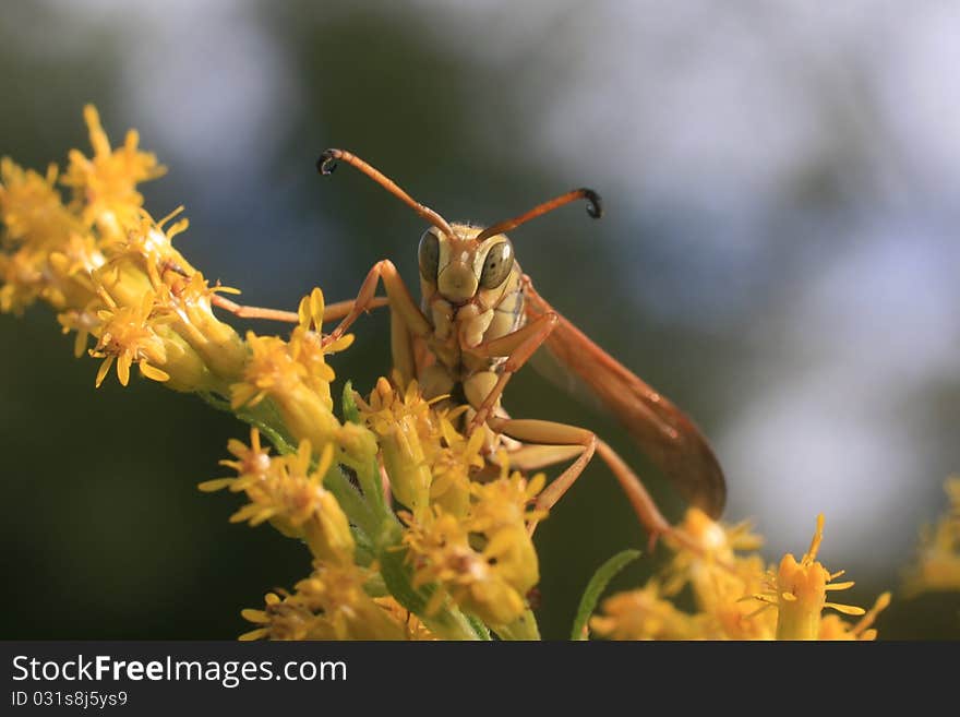 Paper Wasp (Polistes Aurifer)