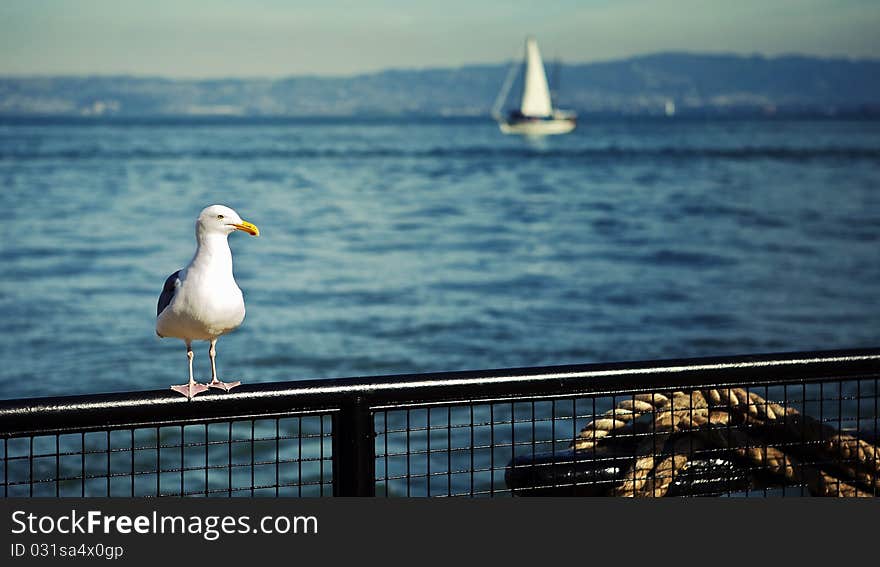 Seagull on Fence