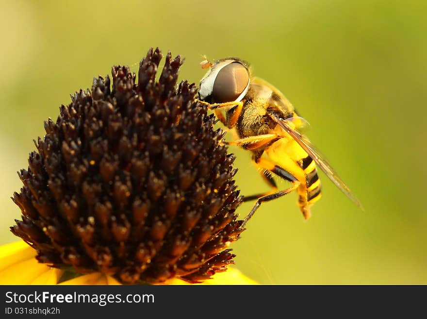 Virginia Flower Fly (Milesia virginiensis)