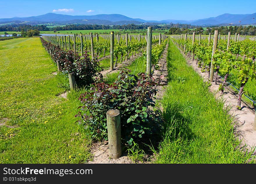 The grapes farm in australia.