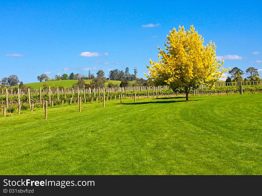 The grapes farm in australia.