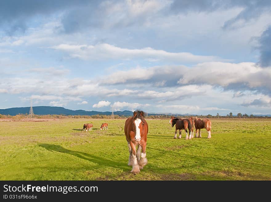 Herd of Clydesdale Horses