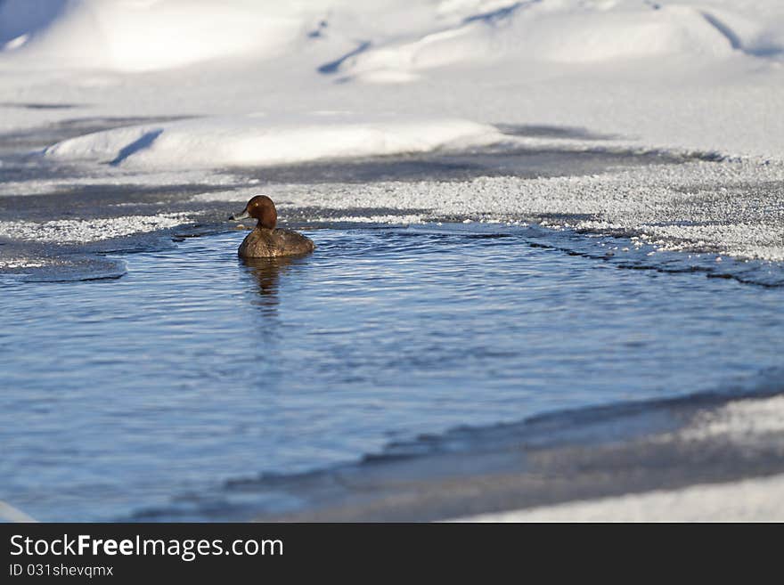 Image of a duck swimming in a largely frozen pond in western North Dakota. Image of a duck swimming in a largely frozen pond in western North Dakota.