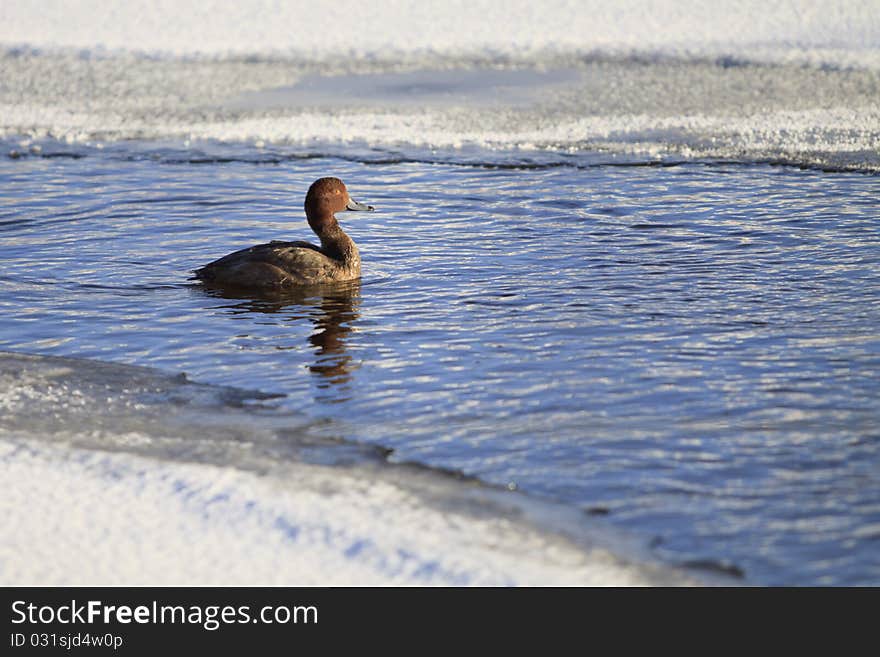 Duck In Frozen Pond