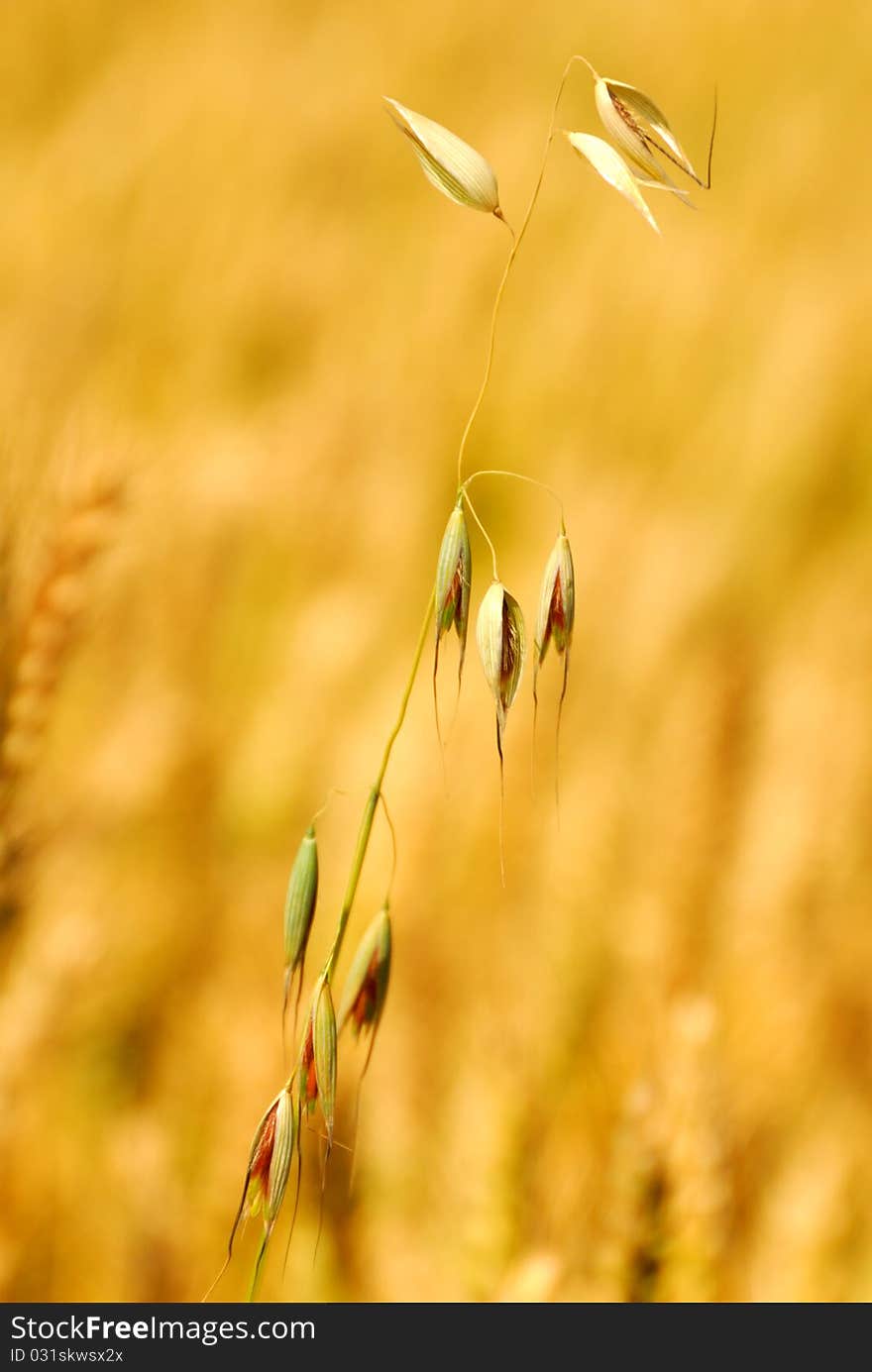 Golden barley