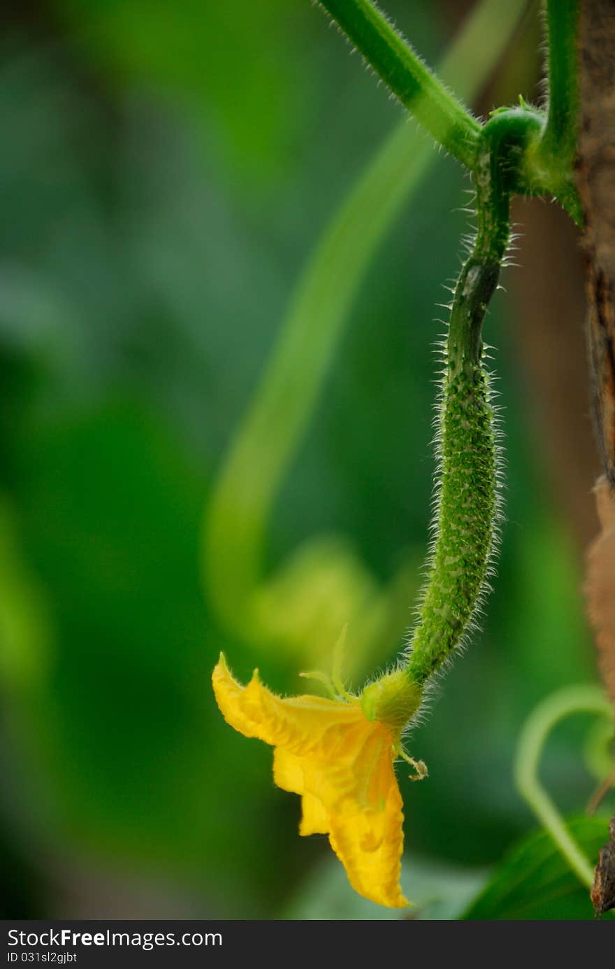 Green Cucumber with Yellow Flower