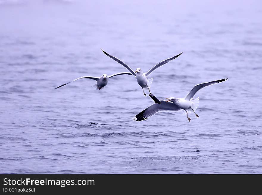 Three gulls fight for fish.