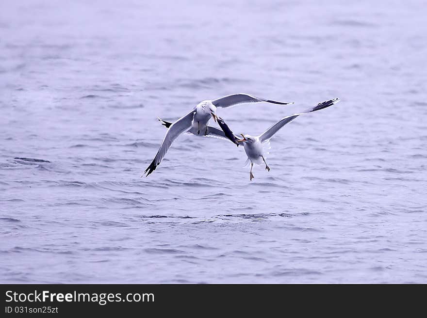 Two herring gulls fight for a fish while flying. Two herring gulls fight for a fish while flying.