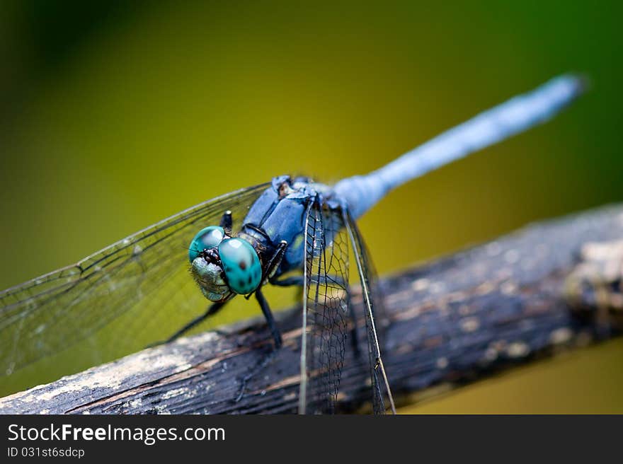 Mature male orthetrum luzonicum resting on a branch. Mature male orthetrum luzonicum resting on a branch