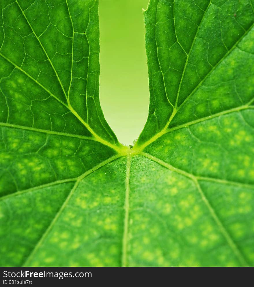 Picture of a green leaf background