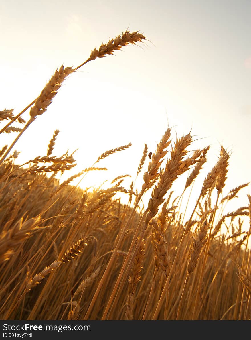 Picture of a wheat field