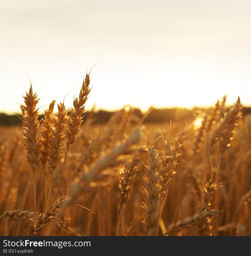 Picture of a wheat field