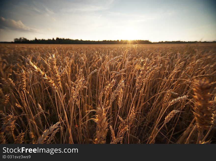 Picture of a wheat field