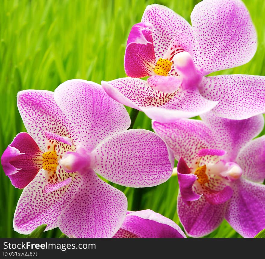 Beautiful orchid flowers over green grass background