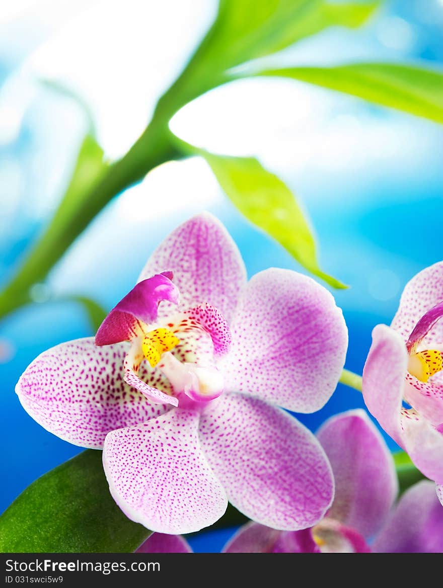 Beautiful Orchid Flowers