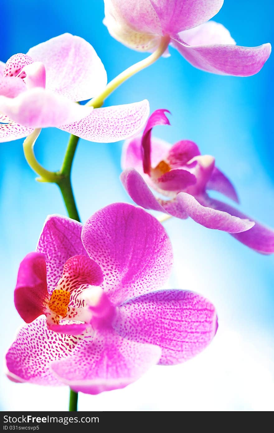 Beautiful orchid flowers