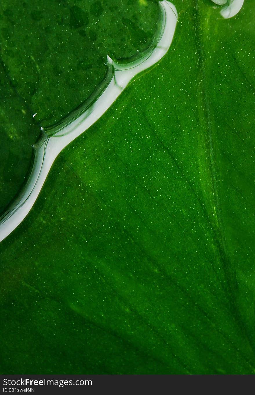 Picture of a wet leaf texture