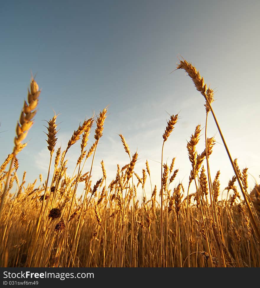 Picture of a wheat field