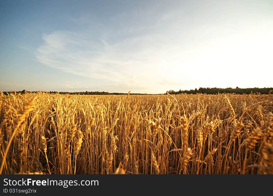 Picture of a wheat field