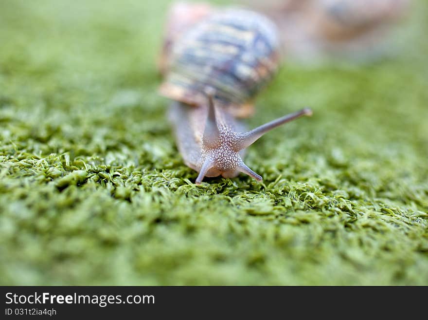 Snail on the artificial green grass