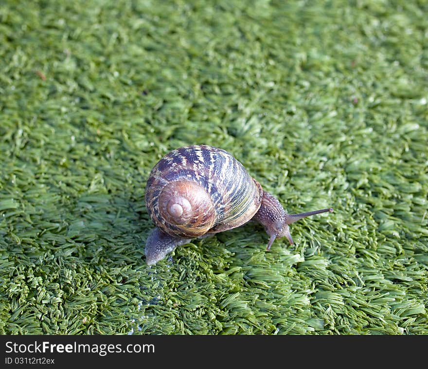 Snail on the artificial green grass