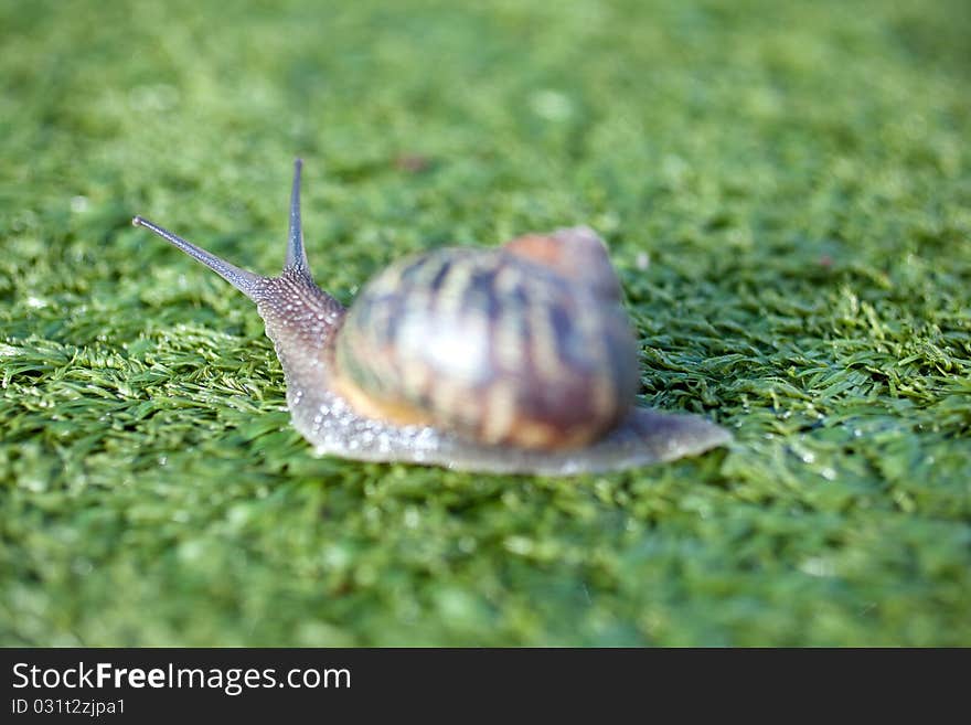 Snail on the artificial green grass