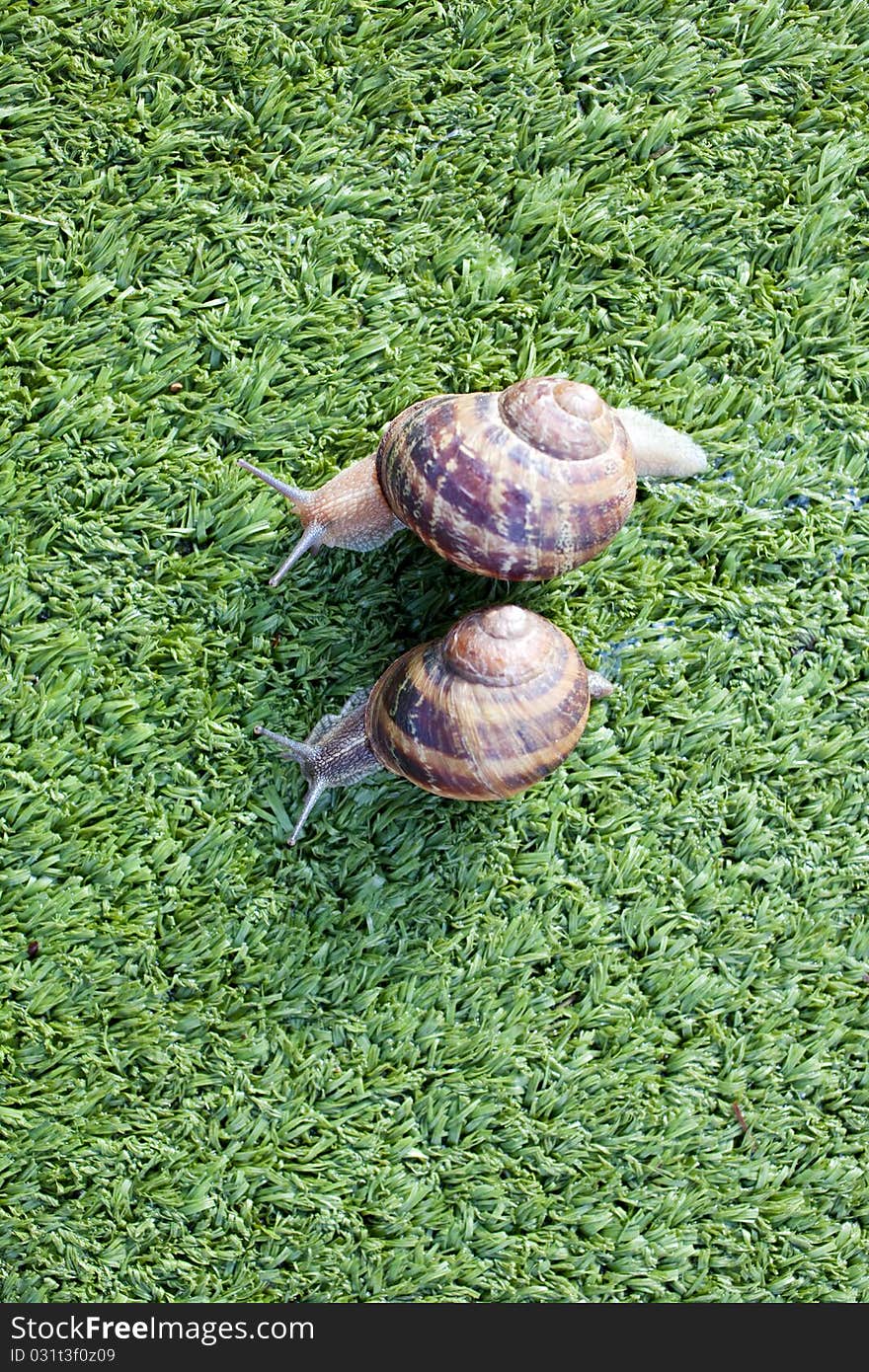 Snails on the artificial green grass