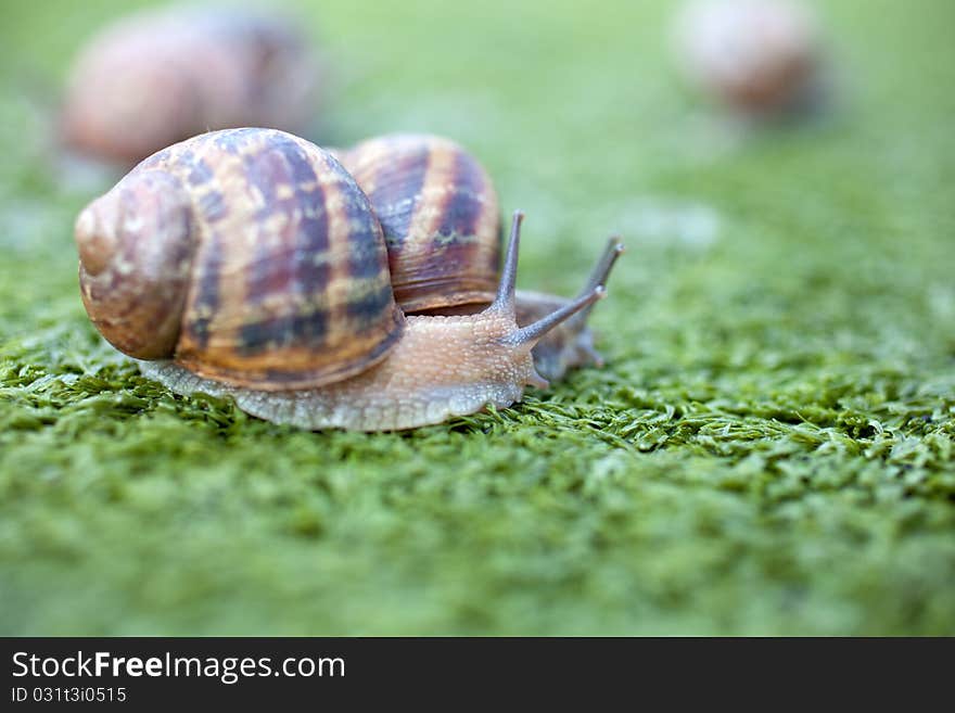 Snails on the artificial green grass