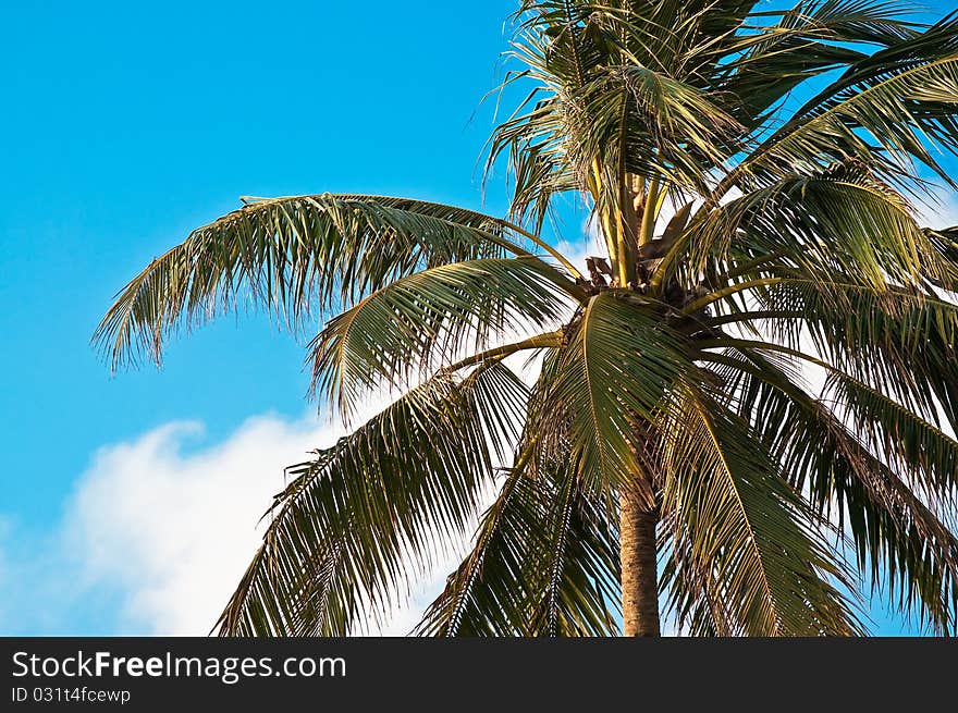 Green tree against the blue sky