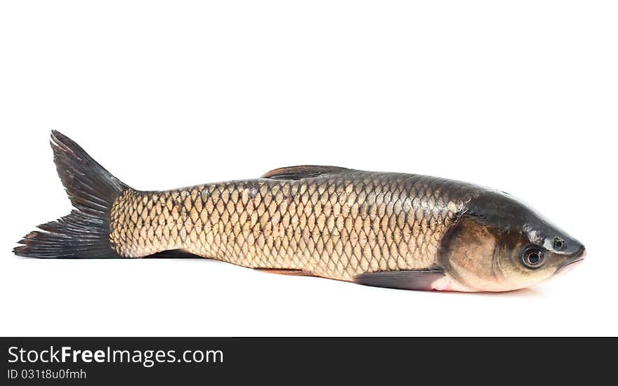 Fresh fish on a white background