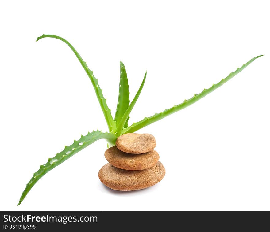 Aloe vera - curative plant on white background